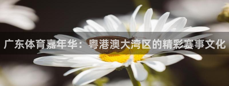 178篮球直播在线观看免费：广东体育嘉年华：粤港澳大湾区的精彩赛事文化